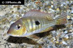geophagus pyrocephalus geophagus pyrocephalus