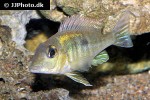 geophagus pyrocephalus geophagus pyrocephalus