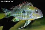 geophagus pyrocephalus geophagus pyrocephalus