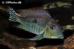 geophagus pyrocephalus geophagus pyrocephalus