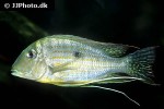 geophagus species altamira geophagus species altamira