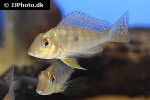 geophagus species belem geophagus species belem
