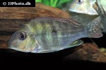 geophagus species colombia geophagus species colombia
