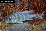 geophagus species gurupi geophagus species gurupi