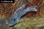 geophagus species gurupi geophagus species gurupi