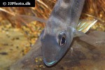 geophagus species gurupi geophagus species gurupi