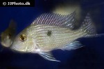 geophagus species pindare geophagus species pindare
