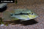 geophagus species rio sao francisco geophagus species rio sao francisco