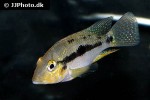 geophagus species rio sao francisco geophagus species rio sao francisco