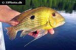 geophagus species rio sucunduri geophagus species rio sucunduri