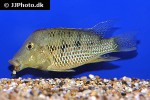geophagus steindachneri geophagus steindachneri