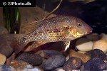 geophagus steindachneri geophagus steindachneri