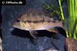 geophagus steindachneri geophagus steindachneri