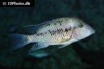 geophagus steindachneri geophagus steindachneri