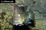 geophagus steindachneri geophagus steindachneri