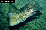 geophagus steindachneri geophagus steindachneri