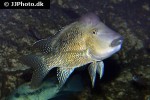 geophagus steindachneri geophagus steindachneri