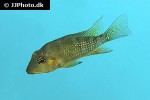 geophagus steindachneri geophagus steindachneri