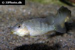geophagus steindachneri geophagus steindachneri