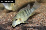 geophagus steindachneri geophagus steindachneri