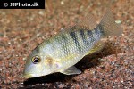 geophagus steindachneri geophagus steindachneri