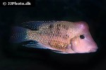 geophagus steindachneri geophagus steindachneri