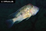 geophagus steindachneri geophagus steindachneri