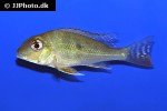 geophagus surinamensis geophagus surinamensis