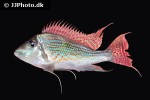 geophagus sveni geophagus sveni