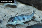 geophagus sveni geophagus sveni