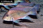 geophagus sveni geophagus sveni