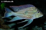 geophagus sveni geophagus sveni