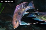 geophagus sveni geophagus sveni