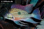 geophagus sveni geophagus sveni