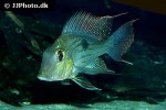 geophagus sveni geophagus sveni