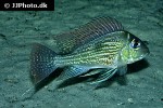geophagus sveni geophagus sveni