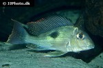 geophagus sveni geophagus sveni