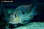geophagus sveni geophagus sveni