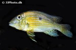 geophagus taeniopareius geophagus taeniopareius