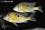 geophagus taeniopareius geophagus taeniopareius