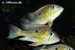 geophagus taeniopareius geophagus taeniopareius