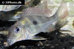 geophagus winemilleri geophagus winemilleri