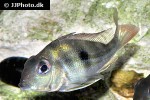 geophagus winemilleri geophagus winemilleri