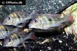 geophagus winemilleri geophagus winemilleri