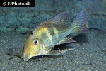 geophagus winemilleri geophagus winemilleri