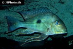 geophagus winemilleri geophagus winemilleri