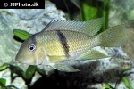 guianacara dacrya guianacara dacrya