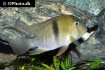 guianacara dacrya guianacara dacrya
