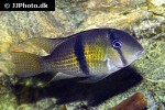 guianacara dacrya guianacara dacrya
