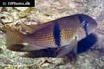guianacara dacrya guianacara dacrya